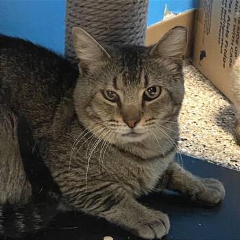 Pond -  Domestic Short Hair Cat for Adoption in Cheyenne, Wyoming - Pond | PetCurious