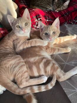 Domestic Short Hair Cats Available for Adoption - Teddy / Pumpkin | PetCurious
