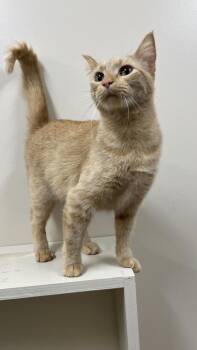 Domestic Short Hair Cats Available for Adoption in Hackensack, Minnesota - Panko | PetCurious