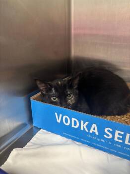Star -  Domestic Short Hair Cat for Adoption in Danielsville, Georgia - Star | PetCurious