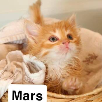 Mars -  Domestic Short Hair Cat for Adoption in Nampa, Idaho - Mars | PetCurious