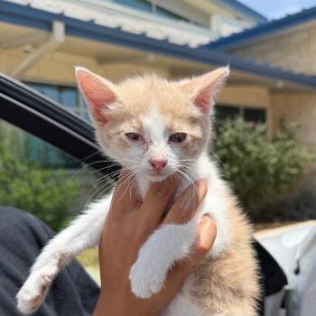 McLovin -  Domestic Medium Hair Cat Available for Adoption in Midland, Texas - McLovin | PetCurious