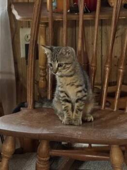 Kyle -  Domestic Short Hair Cat for Adoption in Port Republic, Maryland - Kyle | PetCurious