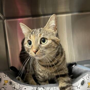 Autumn -  American Shorthair Cat for Adoption in North Kingstown, Rhode Island - Autumn | PetCurious