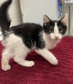 Rescue Domestic Short Hair Cats for Adoption in Peoria, Illinois - SPIKATTE | PetCurious