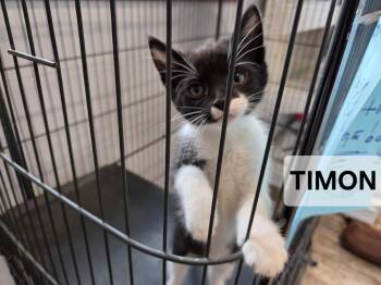 Rescue Domestic Short Hair Cats for Adoption in Windom, Minnesota - Timon | PetCurious