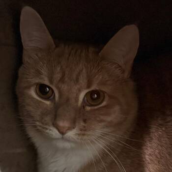 Martin -  Domestic Short Hair Cat for Adoption in Pittsford, Vermont - Martin | PetCurious