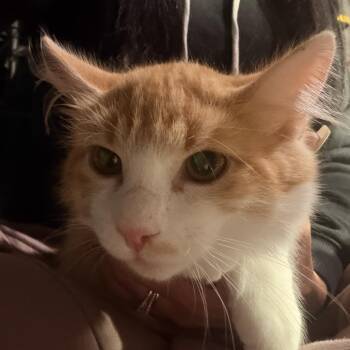 Tiny -  Domestic Medium Hair Cat for Adoption in Vallejo, California - Tiny | PetCurious