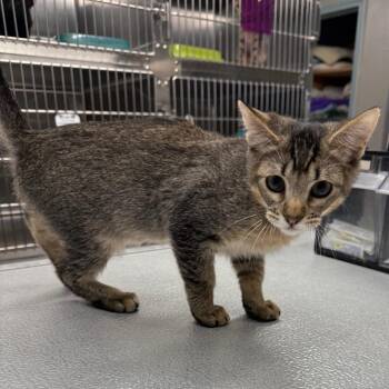 Salt -  Domestic Short Hair Cat for Adoption in Spokane, Washington - Salt | PetCurious