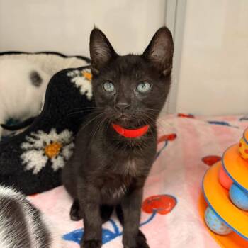 Ziti -  Domestic Short Hair Cat for Adoption in White Oak, Pennsylvania - Ziti | PetCurious