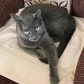 Smokey -  Domestic Short Hair Cat for Adoption in Norman, Oklahoma - Smokey | PetCurious
