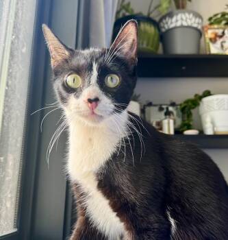 Rescue Domestic Short Hair Cats for Adoption in Buffalo, New York - Loretta Lynn | PetCurious