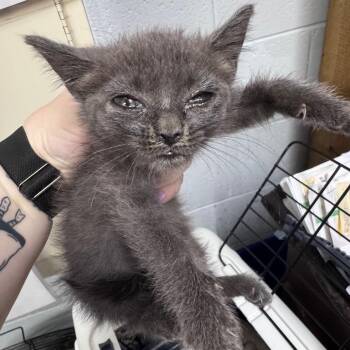 Effervescense -  Domestic Short Hair Cat for Adoption in Summerville, South Carolina - Effervescense | PetCurious