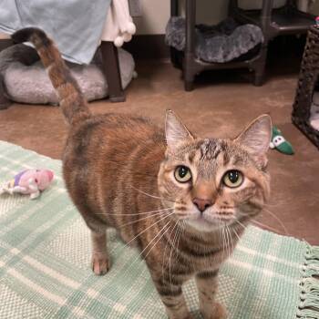 Rescue Tortoiseshell Cats for Adoption in Friday Harbor, Washington - Fredericka | PetCurious