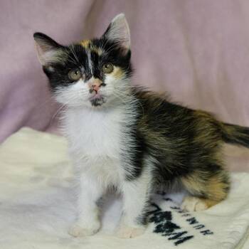 Minnie -  Domestic Short Hair Cat for Adoption in Versailles, Kentucky - Minnie | PetCurious