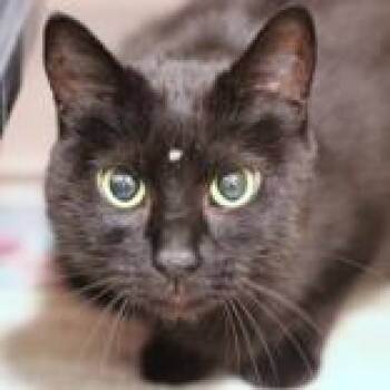 Domestic Short Hair Cats Available for Adoption in Hilliard, Ohio - Luna | PetCurious