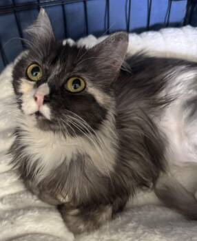 Maine Coon and Persian Cats Available for Adoption in Brampton, Ontario - Karma | PetCurious