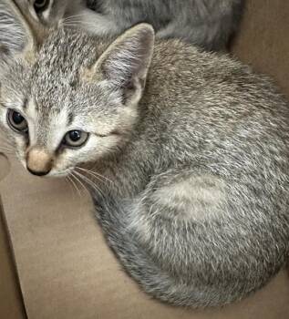JUNIPER -  Domestic Long Hair Cat for Adoption in Dallas, Texas - JUNIPER | PetCurious