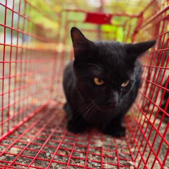 Stump -  American Shorthair Cat for Adoption in Birmingham, Alabama - Stump | PetCurious