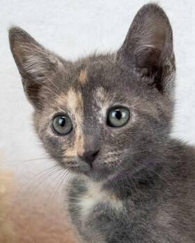 Elaine -  Domestic Short Hair and Tortoiseshell Cat for Adoption in Kennesaw, Georgia - Elaine | PetCurious