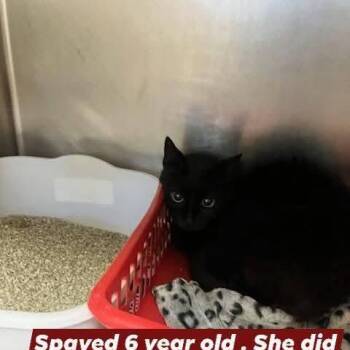 Domestic Short Hair Cats Available for Adoption - Cece | PetCurious