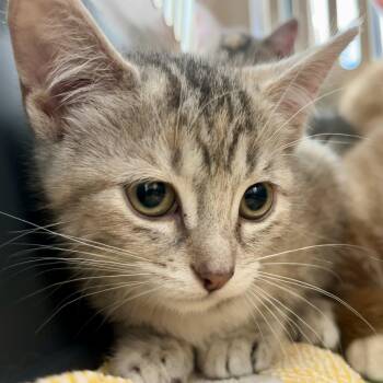 Rescue Torbie Cats for Adoption in Hamilton, Ontario - Sarabi | PetCurious