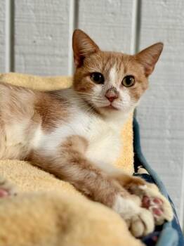 Rescue Domestic Short Hair Cats for Adoption in Hilton Head Island, South Carolina - Emma | PetCurious