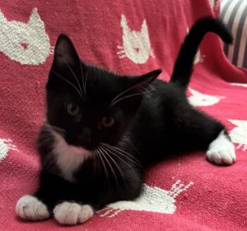 Domestic Short Hair Cats Available for Adoption in Seal Beach, California - Bender | PetCurious