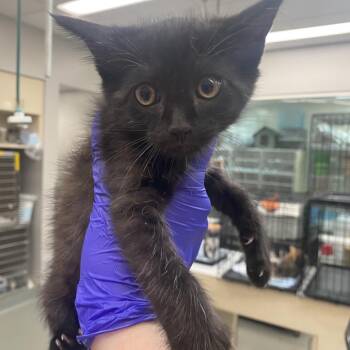 Allergy Pills_2_3_4_5 -  Domestic Short Hair Cat for Adoption in Westminster, California - Allergy Pills_2_3_4_5 | PetCurious