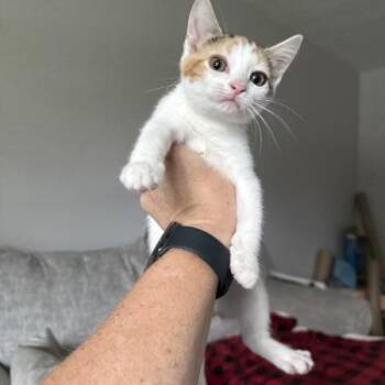 Butterscotch -  Domestic Short Hair Cat for Adoption in Hannibal, Missouri - Butterscotch | PetCurious