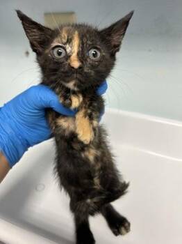 Torts -  Domestic Short Hair Cat for Adoption in Largo, Florida - Torts | PetCurious