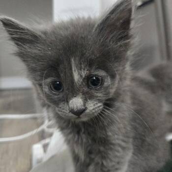 Rescue American Shorthair Cats for Adoption in Pasco, Washington - Holland | PetCurious