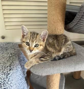 Parker -  Domestic Short Hair Cat for Adoption - Parker | PetCurious
