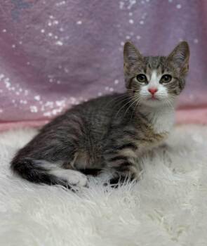 Goldfish -  Domestic Short Hair Cat for Adoption in Clarkesville, Georgia - Goldfish | PetCurious