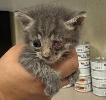 Nectarine -  Domestic Short Hair Cat for Adoption in Salisbury, Maryland - Nectarine | PetCurious