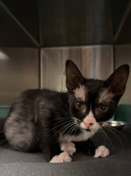charlie -  Domestic Short Hair Cat for Adoption in Ocala, Florida - Charlie | PetCurious