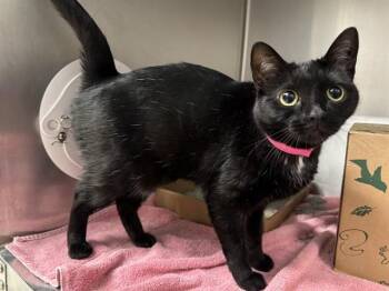 Domestic Short Hair Cats Available for Adoption - BLUE | PetCurious