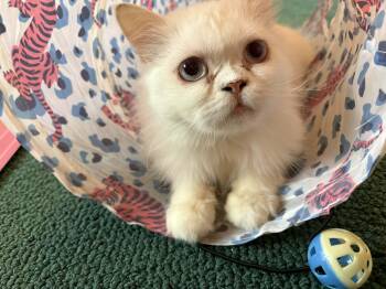 Persian Cats Available for Adoption in Woodmere, New York - Walter  | PetCurious