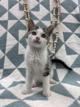 Domestic Short Hair Cats Available for Adoption in Columbus, Ohio - Broccoli Cheddar | PetCurious