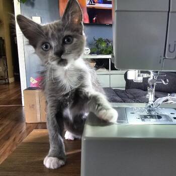 Gremlin -  Domestic Short Hair Cat for Adoption in Shelbyville, Indiana - Gremlin | PetCurious