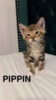 Pippin -  Domestic Short Hair Cat for Adoption in Calgary, Alberta - Pippin | PetCurious