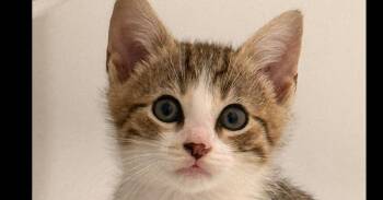Jasper -  Tabby Cat for Adoption in Virginia Beach, Virginia - Jasper | PetCurious