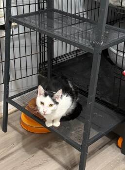 Delta -  Domestic Short Hair Cat for Adoption in Irmo, South Carolina - Delta | PetCurious