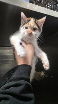 Slice -  Domestic Short Hair Cat for Adoption in Clinton, Missouri - Slice | PetCurious
