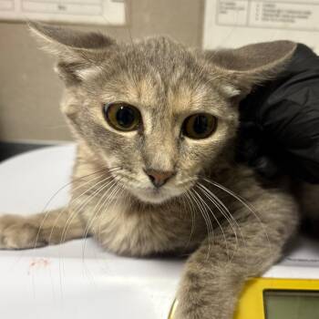Dolores -  Domestic Short Hair Cat for Adoption in Yuma, Arizona - Dolores | PetCurious