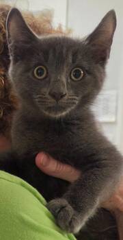 2026-79 Bashful Willy -  Domestic Short Hair Cat for Adoption in Windsor, Connecticut - 2026-79 Bashful Willy | PetCurious