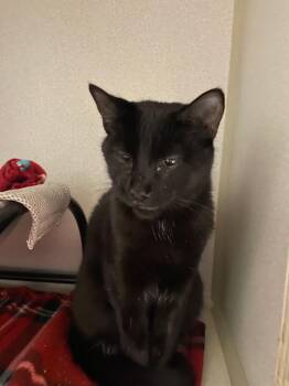 Domestic Short Hair Cats Available for Adoption - BLACKBERRY | PetCurious