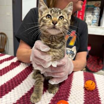 Muddy Buddy -  Domestic Short Hair Cat for Adoption in Martinsville, Indiana - Muddy Buddy | PetCurious