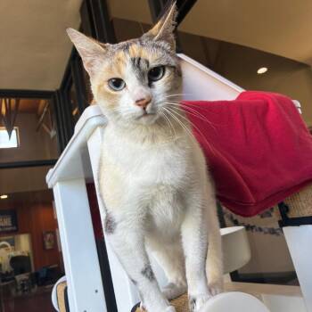 Meowtini -  Domestic Short Hair Cat for Adoption in Goleta, California - Meowtini | PetCurious
