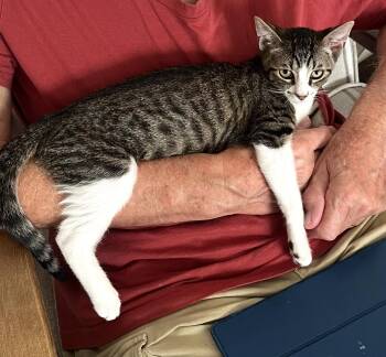 Rescue American Shorthair Cats for Adoption in Allen, Texas - Patrick | PetCurious